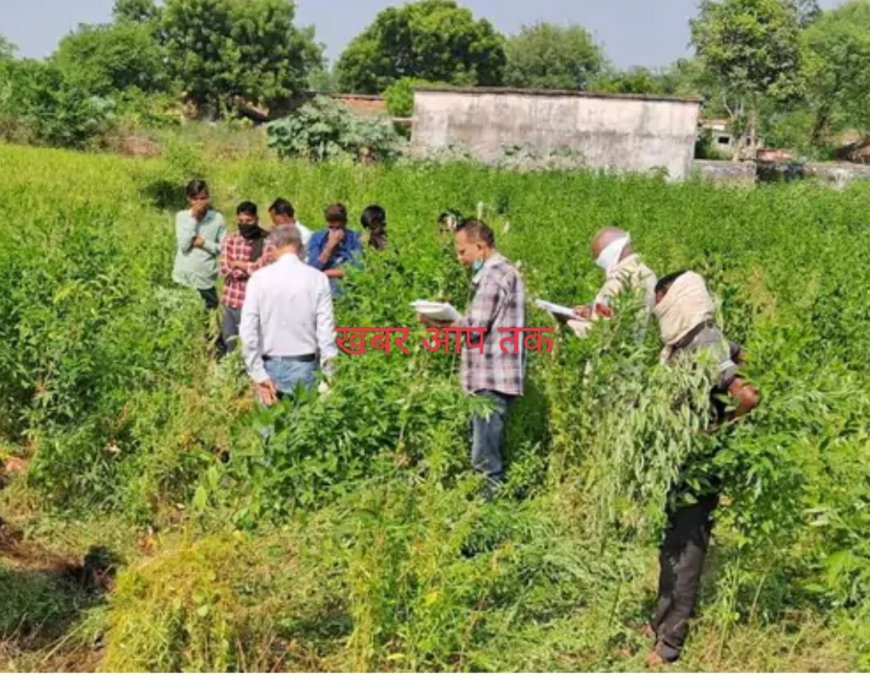 युवती से शादी करना चाहता था युवक, मना करने पर  कर दी हत्या, 5 दिन बाद मिली लाश